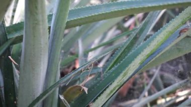 Ananas ağacı (Ananas comosus) doğal bir arka plana sahiptir. Egzotik tropikal meyve. Endonezyalılar buna nanas diyor.
