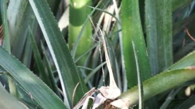 Ananas ağacı (Ananas comosus) doğal bir arka plana sahiptir. Egzotik tropikal meyve. Endonezyalılar buna nanas diyor.