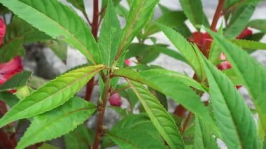 Sabırsız balsamina (balsam, bahçe balsam, gül balsam, bana dokunmayın, benekli snapweed) doğal bir arka plana sahiptir. Endonezyalılar buna pacar banyu diyorlar.