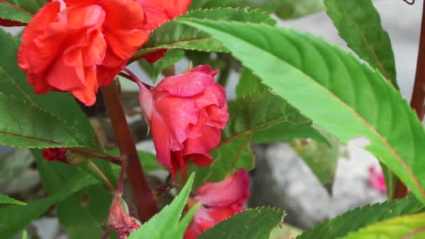 Impatiens Balsamina Balsam Garden Balsam Rose Balsam Touch Spotted Snapweed — Stok Video