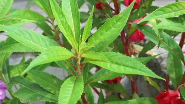 Impatiens Balsamina Balsam Trädgårdsbalsam Rosbalsam Rör Mig Inte Fläckig Snapweed — Stockvideo