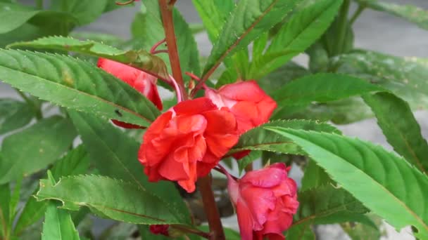 Impatiens Balsamina Balsam Trädgårdsbalsam Rosbalsam Rör Mig Inte Fläckig Snapweed — Stockvideo