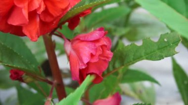 Sabırsız balsamina (balsam, bahçe balsam, gül balsam, bana dokunmayın, benekli snapweed) doğal bir arka plana sahiptir. Endonezyalılar buna pacar banyu diyorlar.