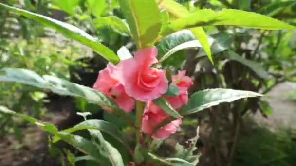 Impatiens Balsamina Balsam Trädgårdsbalsam Rosbalsam Rör Mig Inte Fläckig Snapweed — Stockvideo