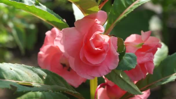 Impatiens Balsamina Bálsamo Bálsamo Jardim Rosa Bálsamo Não Toque Manchado — Vídeo de Stock