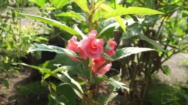 Sabırsız balsamina (balsam, bahçe balsam, gül balsam, bana dokunmayın, benekli snapweed) doğal bir arka plana sahiptir. Endonezyalılar buna pacar banyu diyorlar.