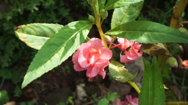Netrpěliví Balsamina Balzám Balzám Zahradě Balzám Růže Nedotýkejte Skvrnitý Chmýří — Stock video