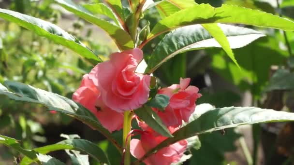 Netrpěliví Balsamina Balzám Balzám Zahradě Balzám Růže Nedotýkejte Skvrnitý Chmýří — Stock video