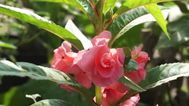 Impatiens Balsamina Balsam Trädgårdsbalsam Rosbalsam Rör Mig Inte Fläckig Snapweed — Stockvideo