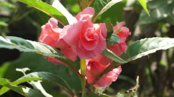 Impatiens Balsamina Balsem Tuinbalsem Rozenbalsem Raak Niet Aan Gevlekte Snapweed — Stockvideo