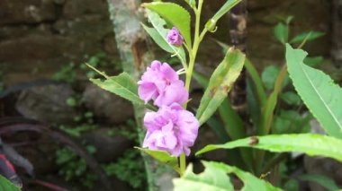 Sabırsız balsamina (balsam, bahçe balsam, gül balsam, bana dokunmayın, benekli snapweed) doğal bir arka plana sahiptir. Endonezyalılar buna pacar banyu diyorlar.