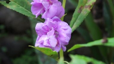 Sabırsız balsamina (balsam, bahçe balsam, gül balsam, bana dokunmayın, benekli snapweed) doğal bir arka plana sahiptir. Endonezyalılar buna pacar banyu diyorlar.