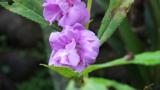 Impatiens Balsamina Bálsamo Bálsamo Jardín Bálsamo Rosas Toques Snapweed Manchado — Vídeo de stock