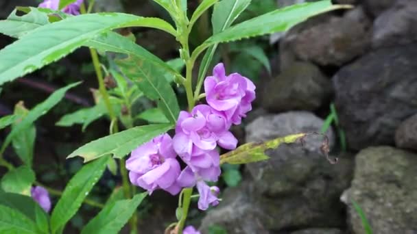 Impatiens Balsamina Balsam Balsam Ogrodowy Balsam Różany Dotknąć Mnie Nie — Wideo stockowe