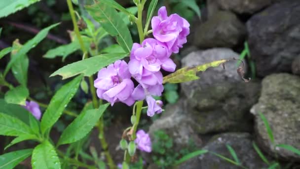 Impatiens Balsamina Balsam Garden Balsam Rose Balsam Touch Spotted Snapweed — Stok Video