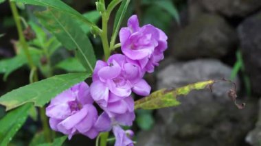 Sabırsız balsamina (balsam, bahçe balsam, gül balsam, bana dokunmayın, benekli snapweed) doğal bir arka plana sahiptir. Endonezyalılar buna pacar banyu diyorlar.