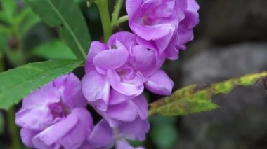 Sabırsız balsamina (balsam, bahçe balsam, gül balsam, bana dokunmayın, benekli snapweed) doğal bir arka plana sahiptir. Endonezyalılar buna pacar banyu diyorlar.