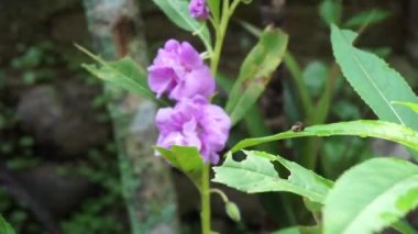 Sabırsız balsamina (balsam, bahçe balsam, gül balsam, bana dokunmayın, benekli snapweed) doğal bir arka plana sahiptir. Endonezyalılar buna pacar banyu diyorlar.