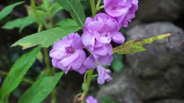 Impatiens Balsamina Βάλσαμο Βάλσαμο Κήπου Βαλσάμικο Τριαντάφυλλο Αγγίζετε Spotted Snapweed — Αρχείο Βίντεο