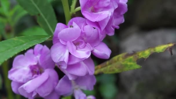 Impatiens Balsamina Bálsamo Bálsamo Jardín Bálsamo Rosas Toques Snapweed Manchado — Vídeo de stock