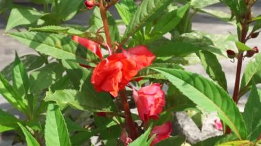 Sabırsız balsamina (balsam, bahçe balsam, gül balsam, bana dokunmayın, benekli snapweed) doğal bir arka plana sahiptir. Endonezyalılar buna pacar banyu diyorlar.