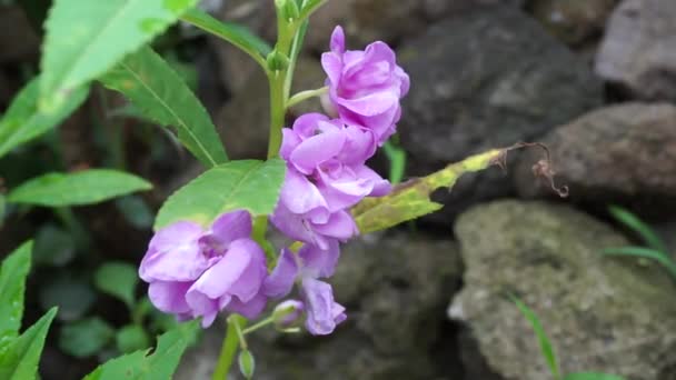 Impatiens Balsamina Balsam Trädgårdsbalsam Rosbalsam Rör Mig Inte Fläckig Snapweed — Stockvideo