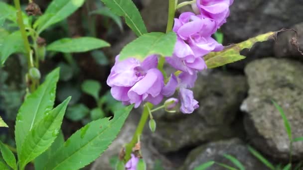 Impatiens Balsamina Бальзам Бальзам Трояндовий Бальзам Чіпай Мене Плямистий Слимак — стокове відео