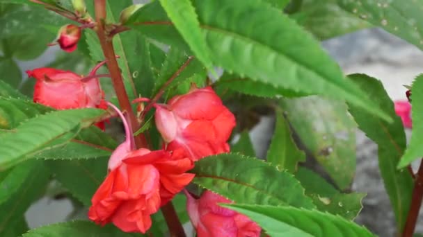 Impatiens Balsamina Bálsamo Bálsamo Jardim Rosa Bálsamo Não Toque Manchado — Vídeo de Stock