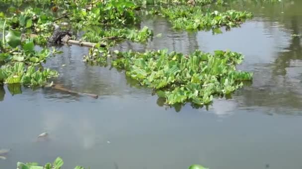 Hierba Verde Jacinto Agua Común Hon Ngung Choi Repollo Agua — Vídeo de stock