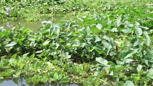 Rumput Hijau Hyacinth Air Biasa Hon Ngung Choi Kubis Air — Stok Video