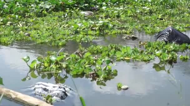 Groen Gras Waterhyacint Honing Ngung Choi Waterkool Enz Drijvend Rivier — Stockvideo