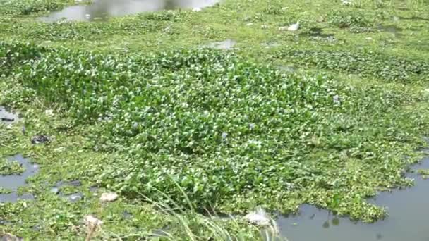 Hierba Verde Jacinto Agua Común Hon Ngung Choi Repollo Agua — Vídeos de Stock