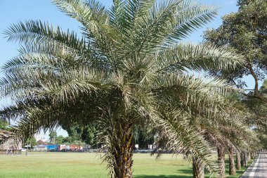 Doğada cüce palmiyesi