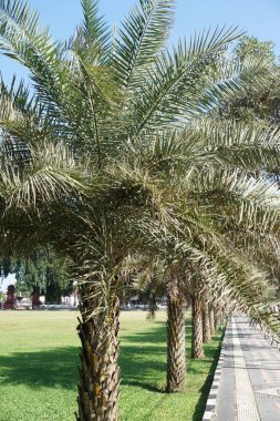 Doğada cüce palmiyesi