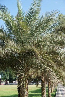 Doğada cüce palmiyesi