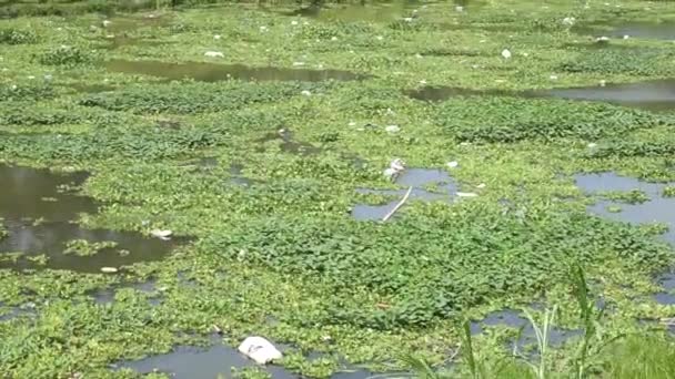 緑の草 天然の背景を持つ川に浮かぶ一般的な水のヒヤシンス ホンジョンチー 水キャベツなど — ストック動画