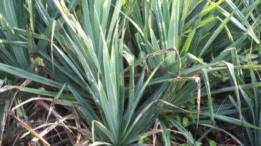 Kokulu Screwpine ağacı (Pandanus fascicularis, Pandanus odorifer, Pandanus tectorius) doğada bulunur. Endonezya 'da hoş kokulu bitki.