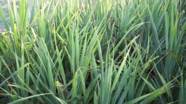 Kokulu Screwpine ağacı (Pandanus fascicularis, Pandanus odorifer, Pandanus tectorius) doğada bulunur. Endonezya 'da hoş kokulu bitki.