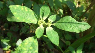 Euphorbia heterophylla (ateş bitkisi, boyalı öforbi, Japon noktalama aleti, çöl noktasevisi, vahşi noktalar, dağdaki ateş, boyanmış yaprak, boyanmış sümsük otu, kaliko bitkisi) doğada.