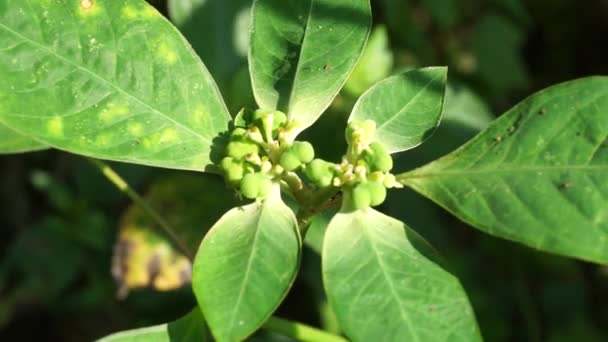 Euphorbia Heterophylla Eldväxt Målad Eufori Japansk Julstjärna Ökenjulstjärna Vild Julstjärna — Stockvideo