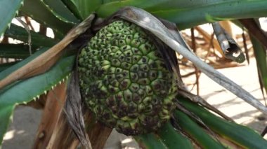 Kokulu Screwpine meyvesi (Pandanus fascicularis, Pandanus odorifer, Pandanus tectorius) doğada bulunur. Endonezya 'da hoş kokulu bitki.