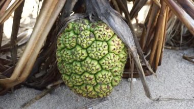 Kokulu Screwpine meyvesi (Pandanus fascicularis, Pandanus odorifer, Pandanus tectorius) doğada bulunur. Endonezya 'da hoş kokulu bitki.