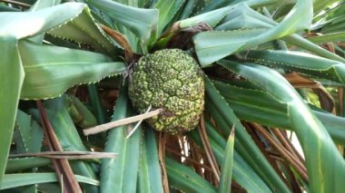 Kokulu Screwpine meyvesi (Pandanus fascicularis, Pandanus odorifer, Pandanus tectorius) doğada bulunur. Endonezya 'da hoş kokulu bitki.