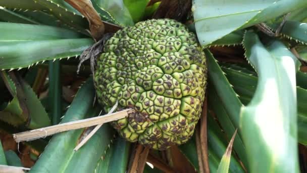 香りのよいスクリューピンフルーツ Pandanus Faspicicularis Pandanus Odorifer Pandanus Tecterius インドネシアの香り高い植物 — ストック動画