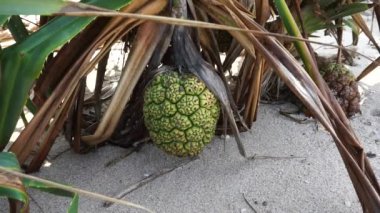 Kokulu Screwpine meyvesi (Pandanus fascicularis, Pandanus odorifer, Pandanus tectorius) doğada bulunur. Endonezya 'da hoş kokulu bitki.