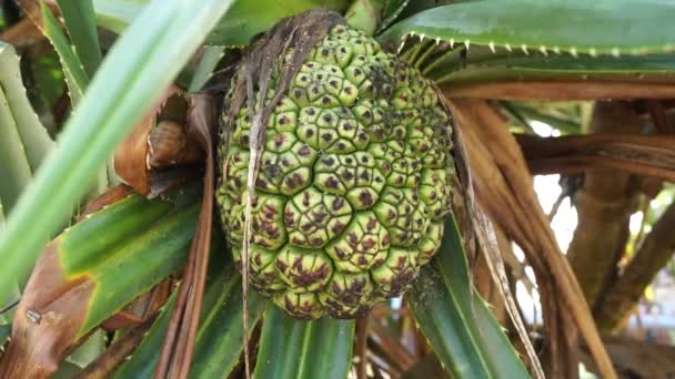 香りのよいスクリューピンフルーツ Pandanus Faspicicularis Pandanus Odorifer Pandanus Tecterius インドネシアの香り高い植物 — ストック動画