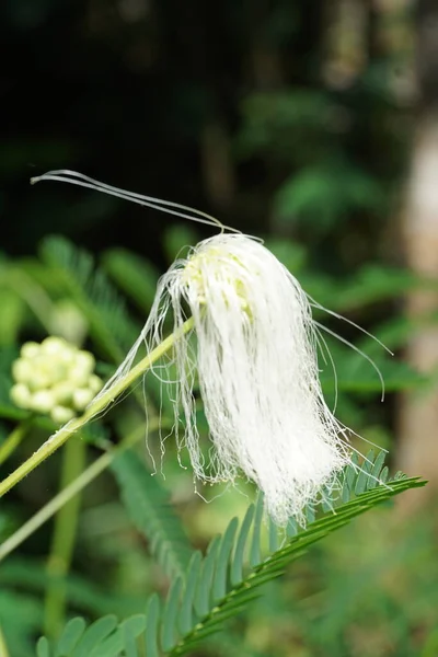 Flor Árvore Seda Persa Com Fundo Natural — Fotografia de Stock