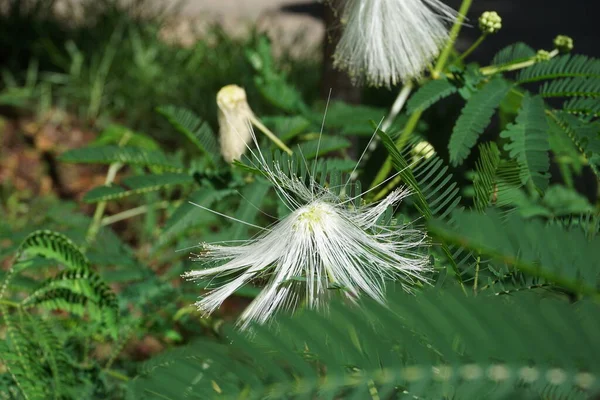 Perské Hedvábí Strom Květ Přirozeným Pozadím — Stock fotografie