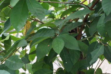 Ağaçta asılı yeşil defne yaprakları. Koyun yaprağı bir şifalı bitkidir ve yemek pişirmek için kullanılır. Endonezyalılar buna daun salam der.