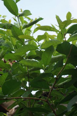 Ağaçta asılı yeşil defne yaprakları. Koyun yaprağı bir şifalı bitkidir ve yemek pişirmek için kullanılır. Endonezyalılar buna daun salam der.